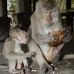 monkey_macaque_balinese_mf_ubud_v_0447_bal0448.jpg